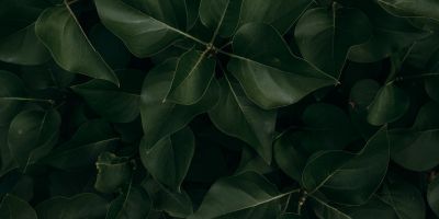 A flatlay view of dark green foliage.